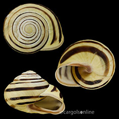 IMG_detallada/Cepaea (Cepaea) nemoralis nemoralis.jpg